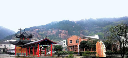 华源晨泰带你逛调养1号枇杷罗汉膏种植基地--湖北通山枇杷园3