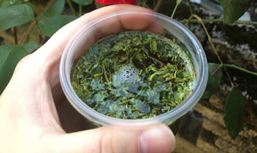 华源晨泰带你逛调养1号枇杷罗汉膏种植基地--湖北通山枇杷园4