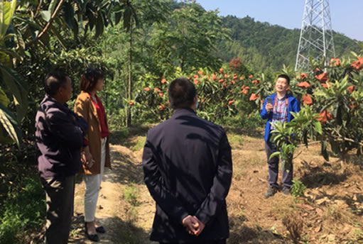 华源晨泰带你逛调养1号枇杷罗汉膏种植基地--湖北通山枇杷园5