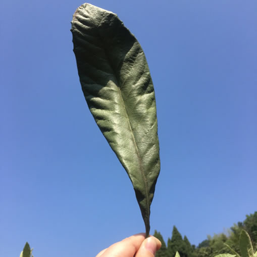 华源晨泰带你逛调养1号枇杷罗汉膏种植基地--湖北通山枇杷园7